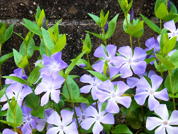 寒冷地でも花が美しいグランドカバー