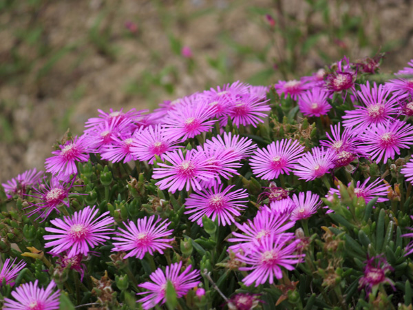 寒冷地でも花が美しいグランドカバー:耐寒性マツバギクの花