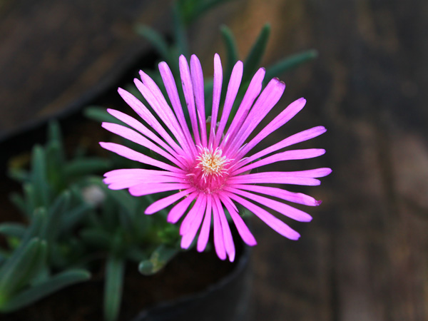 寒冷地でも花が美しいグランドカバー:耐寒性マツバギク