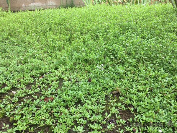 寒冷地でも花が美しいグランドカバー:ヒメイワダレソウ(リッピア)の魅力