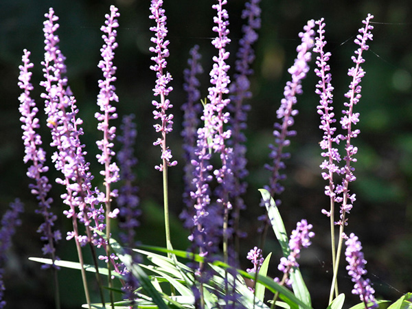 寒冷地でも花が美しいグランドカバー:ヤブラン2