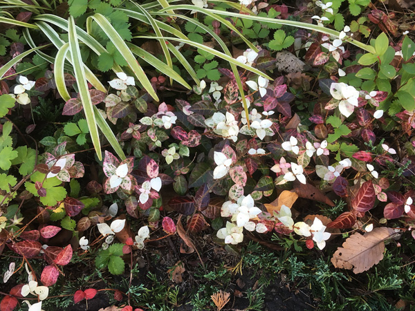 ハツユキカズラの寄せ植え2
