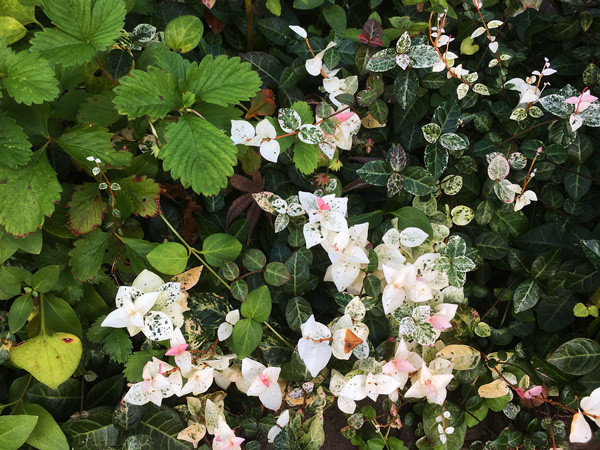 ハツユキカズラの寄せ植え
