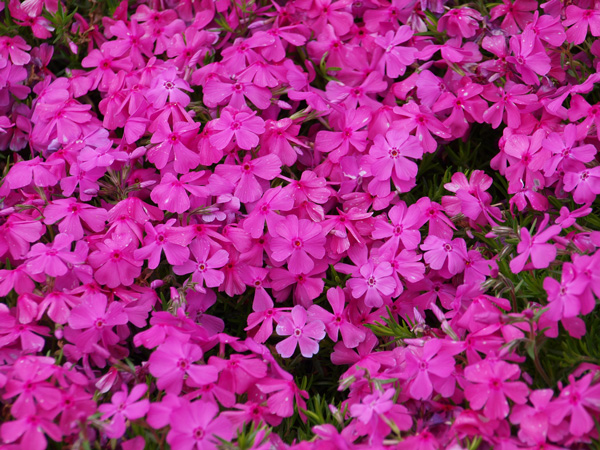 玄関周りのガーデンニング:芝桜
