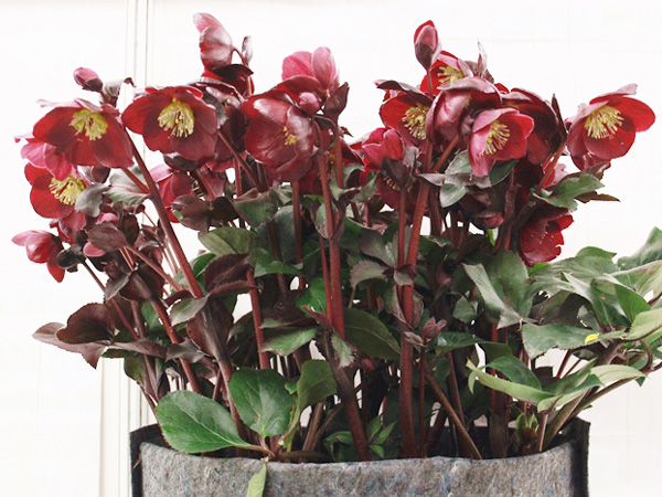 初心者におすすめのクリスマスローズ：“Ice’N roses（氷の薔薇）”（H×glandorfensis）