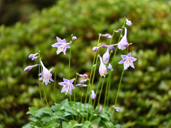 ギボウシ花