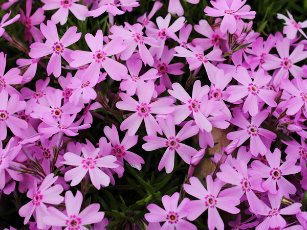 寒さに強いグランドカバー:芝桜