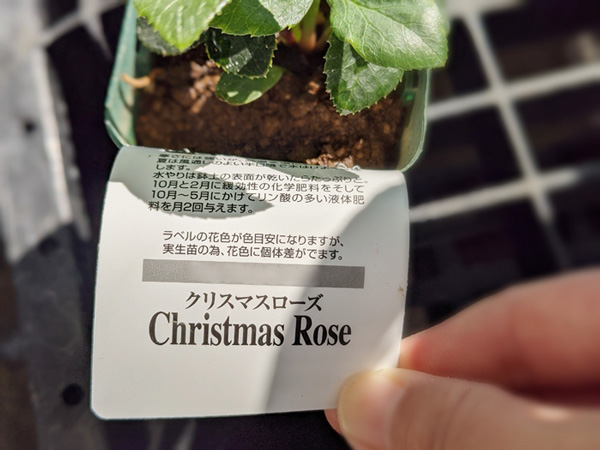 クリスマスローズの買い方:小苗