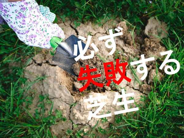 必ず失敗する芝生