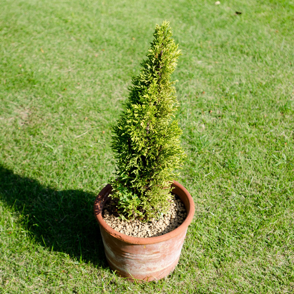 失敗する芝生:植木鉢を置く