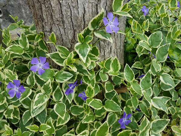 おすすめのつる植物⑦:ビンカマジョール