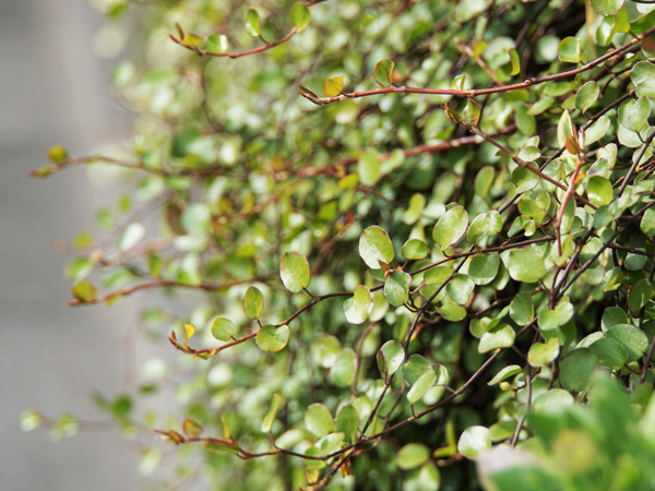 おすすめのつる植物③:ワイヤープランツ