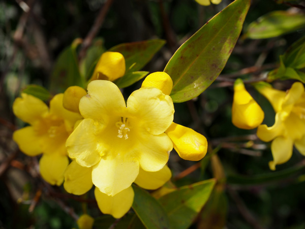 おすすめのつる植物④:カロライナジャスミン