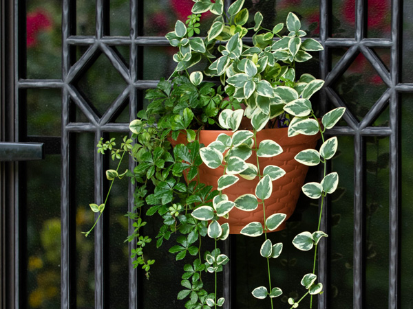 つる植物の使い方:ハンギング
