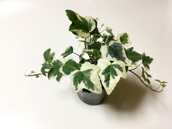 おすすめのつる植物①:ヘデラ