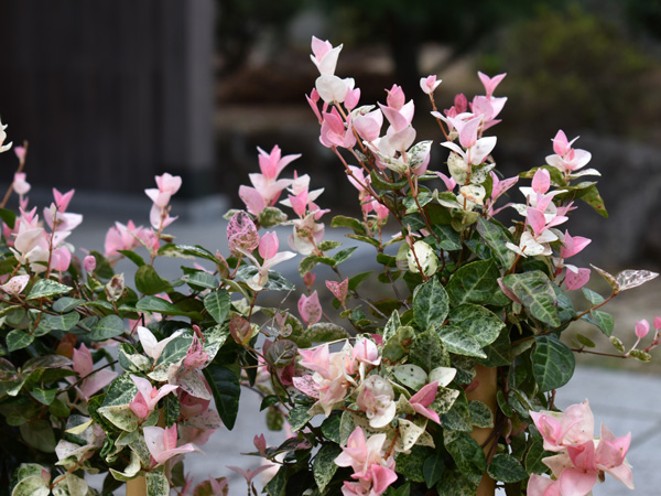 おすすめのつる植物②:ハツユキカズラ