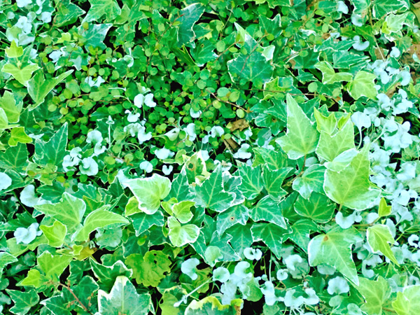 つる植物の使い方:グランドカバー
