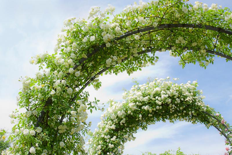 つる植物の使い方:アーチ
