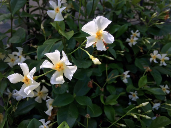 おすすめのつる植物⑤:テイカカズラ