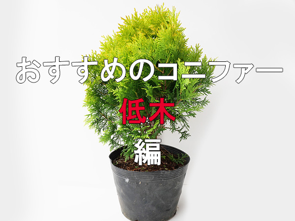 おすすめの低木コニファー