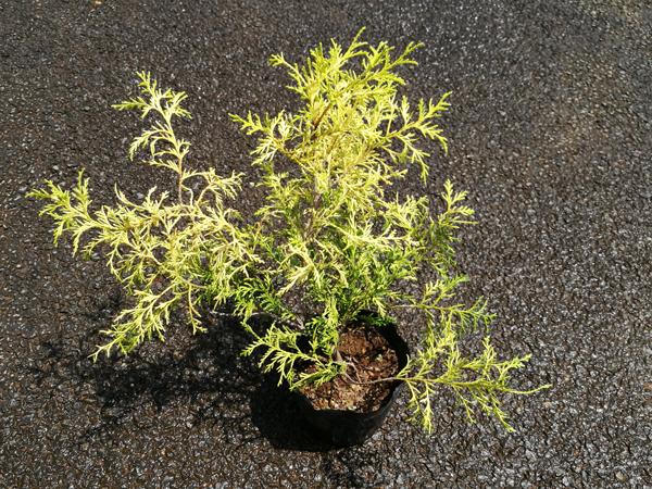 フィリフェラオーレアの魅力:美しい葉色