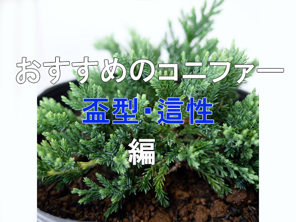 おすすめの下草コニファー