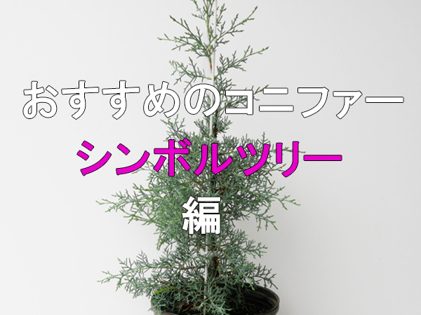 シンボルツリーにおすすめのコニファー
