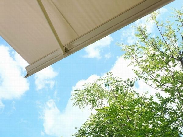 シマトネリコの育て方:シマトネリコは大きさをコントロールできる
