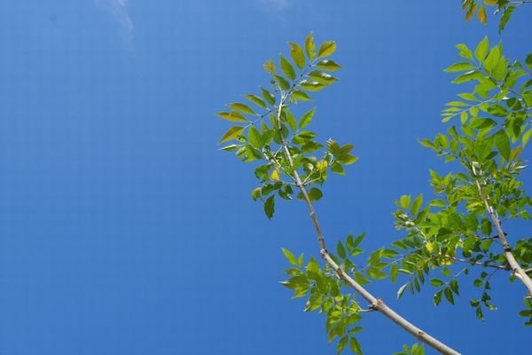 シマトネリコの育て方:シマトネリコの透かし剪定