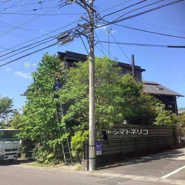 シマトネリコの育て方：生い茂る剪定前のシマトネリコ