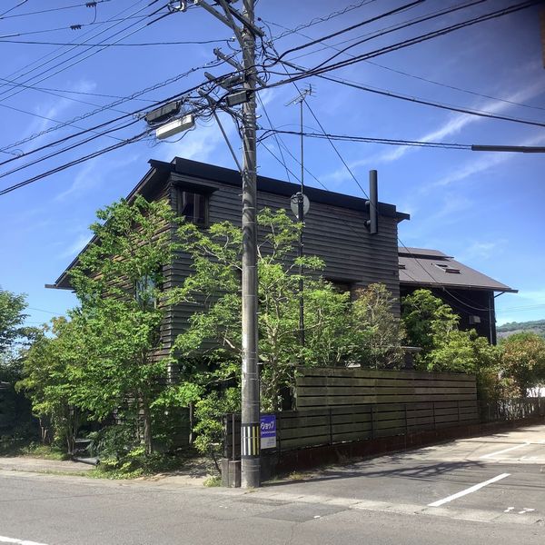 シマトネリコの育て方：シマトネリコの剪定後