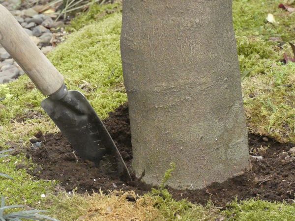 シマトネリコの育て方:シマトネリコの幹周りの土を除去