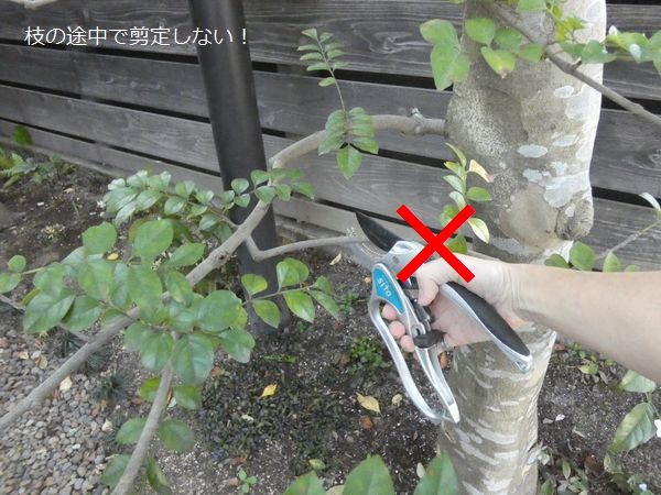 シマトネリコの育て方:シマトネリコの透かし剪定に次第に慣れていく
