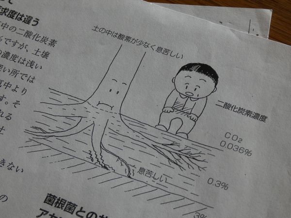 シマトネリコの育て方:酸素不足で落葉し過ぎていたシマトネリコ
