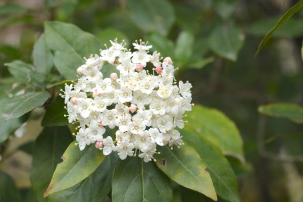 庭木に使えるビバーナム:多岐に渡るビバーナムの種類