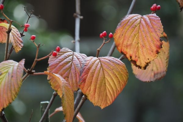 庭木に使えるビバーナム:紅葉も美しい落葉ビバーナムオオデマリ