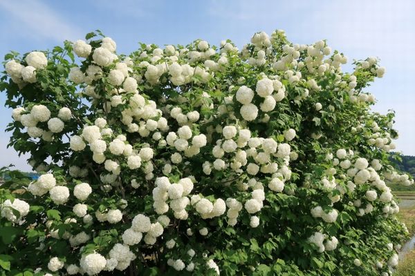 庭木に使えるビバーナム:花期に垂れ下がる姿が美しい落葉ビバーナムスノーボール