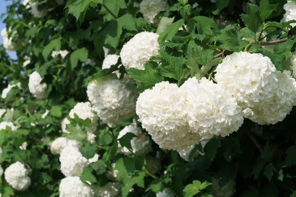 庭木に使えるビバーナム:花期に垂れ下がる姿が美しい落葉ビバーナムスノーボール