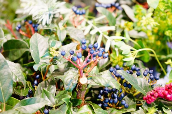 庭木に使えるビバーナム:大きく伸び伸びと育つ常緑ビバーナムティヌス
