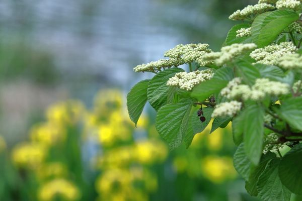 庭木に使えるビバーナム:お気に入りのビバーナムをお庭に迎えましょう