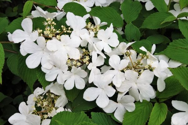 庭木に使えるビバーナム:ガクアジサイのような花が咲く落葉ビバーナムヤブデマリ