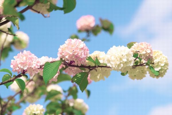 庭木に使えるビバーナム:お庭で生き生きさせたい落葉ビバーナムオオデマリ