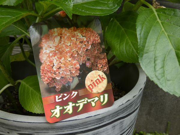 庭木に使えるビバーナム:名札で混乱するビバーナム