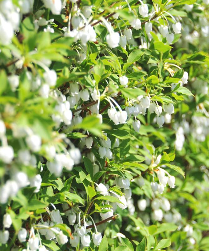 春におしゃれな花が咲くおすすめの庭木:ドウダンツツジ