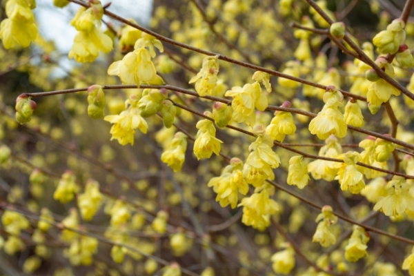 春におしゃれな花が咲くおすすめの庭木:ヒュウガミズキ