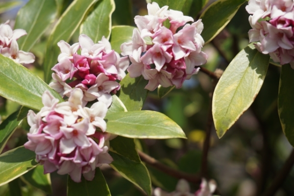 春におしゃれな花が咲くおすすめの庭木:ジンチョウゲ