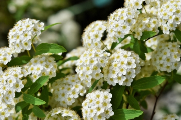 春におしゃれな花が咲くおすすめの庭木:コデマリ