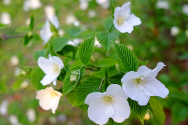 春におしゃれな花が咲くおすすめの庭木:シロヤマブキ