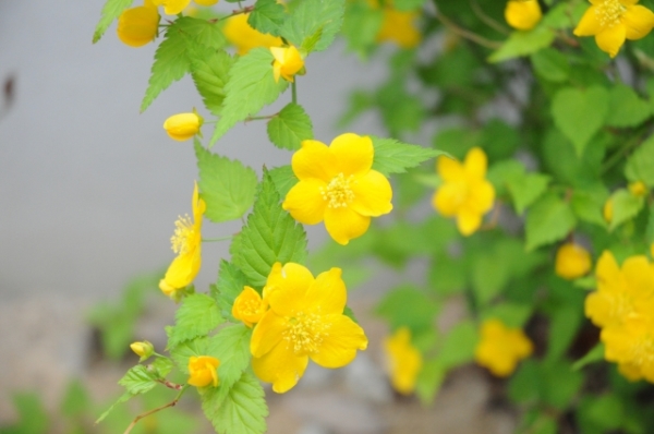 春におしゃれな花が咲くおすすめの庭木:ヤマブキ