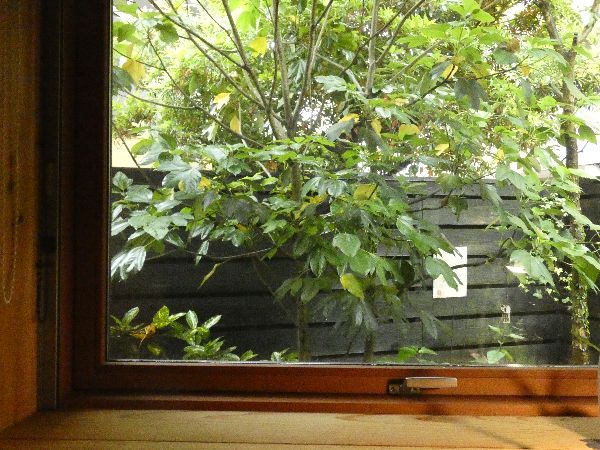 目隠しと癒し効果のあるカクレミノ